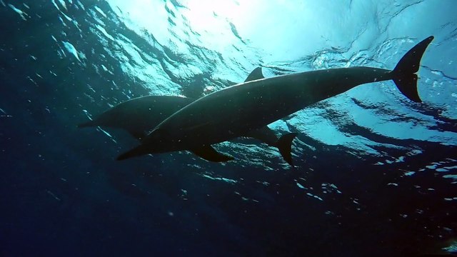 Hawaiian spinner dolphins