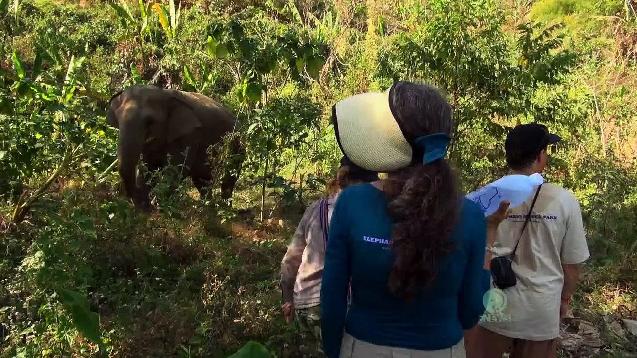 The Elephant Ambassador
