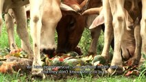 Cow & Buffalo Rescued