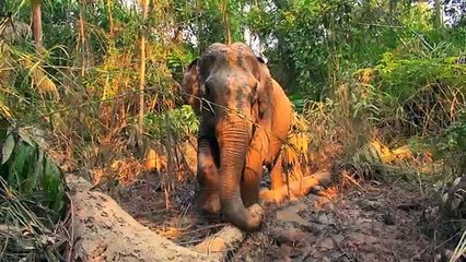 Happy Elephant in their home