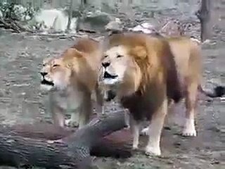 lion saying Allah - Vidéo Dailymotion