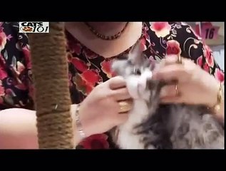 CATS 101 - Norwegian Forest Cat [ENG]