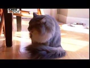 CATS 101 - Maine Coon [ENG]