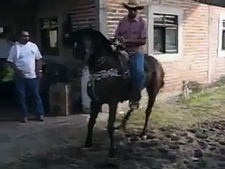 cavalo dançarino