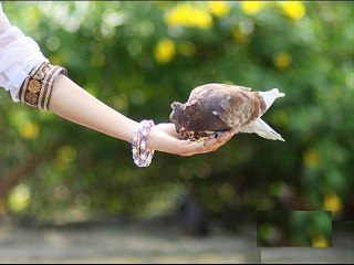 طير يا حمام الدوح - عفاف راضى