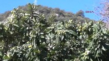Antalya Malta Eriği Kış Ortasında Meyve Verdi
