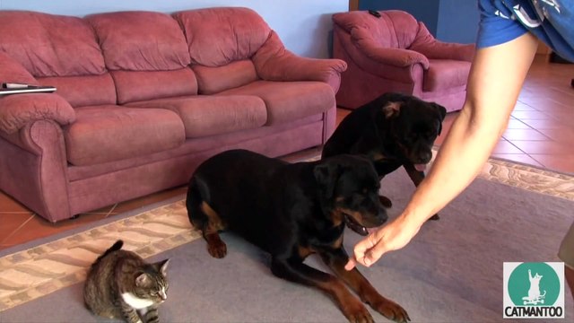 Cat and dogs training... So cute kitten copies its doggy friends!