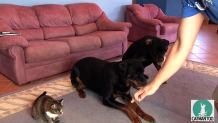 Cat and dogs training... So cute kitten copies its doggy friends!