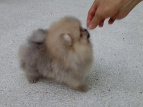 satilik kopek boo dog pomeranian 05333974577