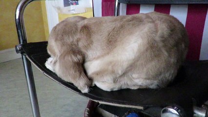 muxi mon chien qui baille