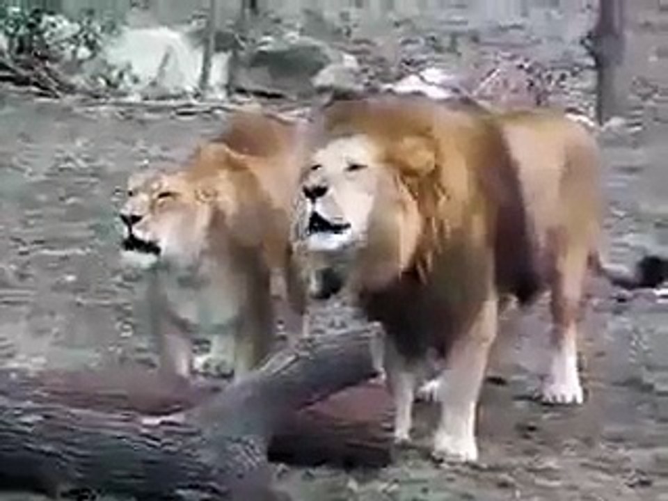 SUBHANALLAH Lions saying Allah