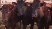 Une race bovine du Nord : la Rouge flamande