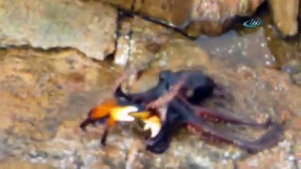 Ahtapotun yaptığına bak !