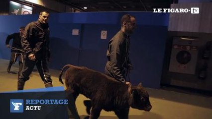 Salon de l'agriculture : "Nos animaux perdent 40 kilos en 10 jours"