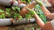 Feeding Your Plants for Free - How to Make Fertilizer for Your Vegetable Garden