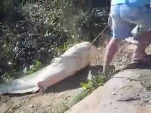 HUGE fish caught in a river