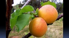 Apricot KERNEL OIL PRODUCTS FOR SKIN