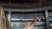 the Giraffe in winter Japanease Zoo Video pet animals safari amazon africa