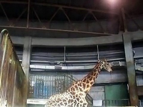 the Giraffe in winter Japanease Zoo Video pet animals safari amazon africa