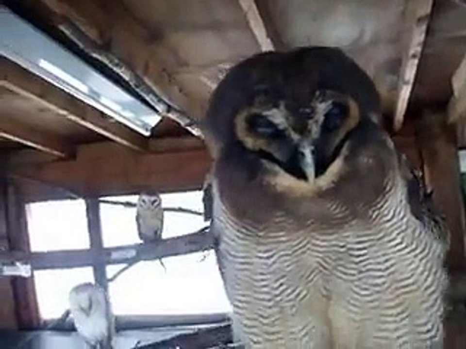 The mysterious of owls in winter Japanease Zoo Video pet animals safari amazon africa