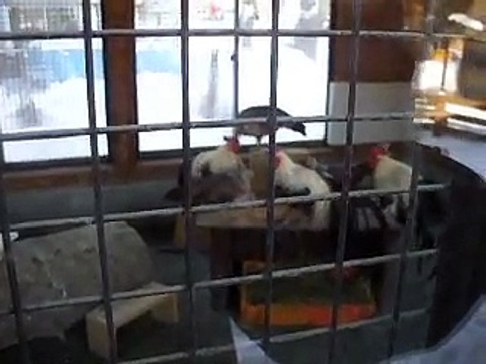 The variety of chickens in winter Japanease Zoo Video pet animals safari amazon africa