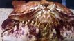 The giant crabs in Japan Aquarium Video sea water marine deep sea ocean fishing
