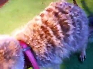 The meerkat in winter Japanease Zoo Video pet　mongoose animals safari amazon africa