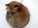 The fox in winter Japanease Zoo Video pet animals safari amazon africa
