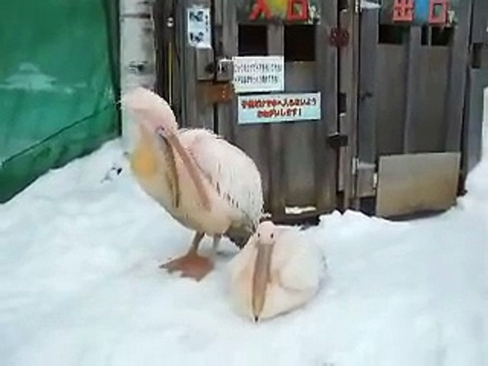 very cute! The Raccoon dog in winter Japanease Zoo Video pet animals safari amazon africa