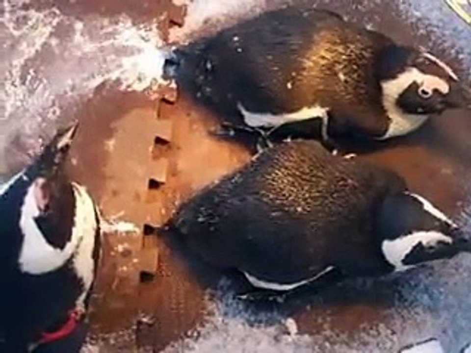 very cute! The penguins in winter Japanease Zoo Video pet bird animals safari amazon africa