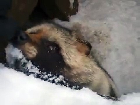 very cute! The Raccoon dog in winter Japanease Zoo Video pet animals safari amazon africa