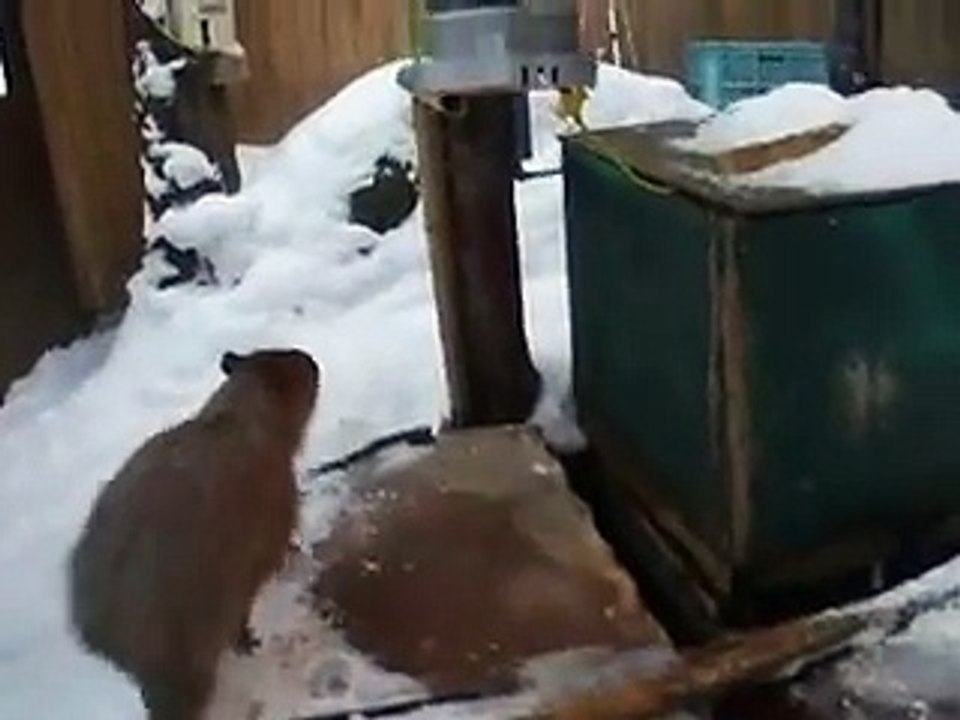 very cute! the running Capybara in winter Japanease Zoo Video pet animals safari amazon africa