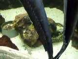 The Echeneis naucrates in Japan Aquarium Video sea water marine deep sea shark ocean