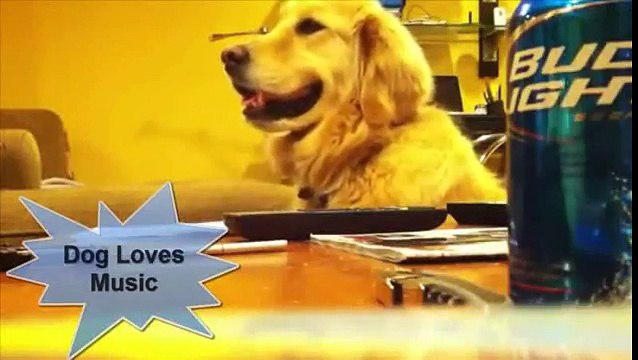 Best funny animals videos (MEvideos_#8217;s Version) _