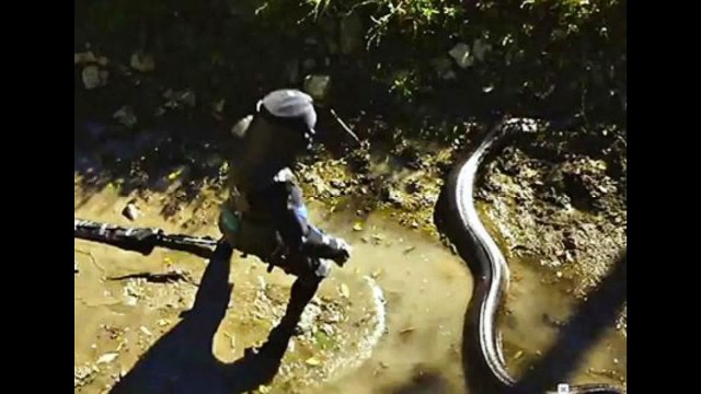 Discovery Channel Responds to “Eaten Alive” Criticism ''read''