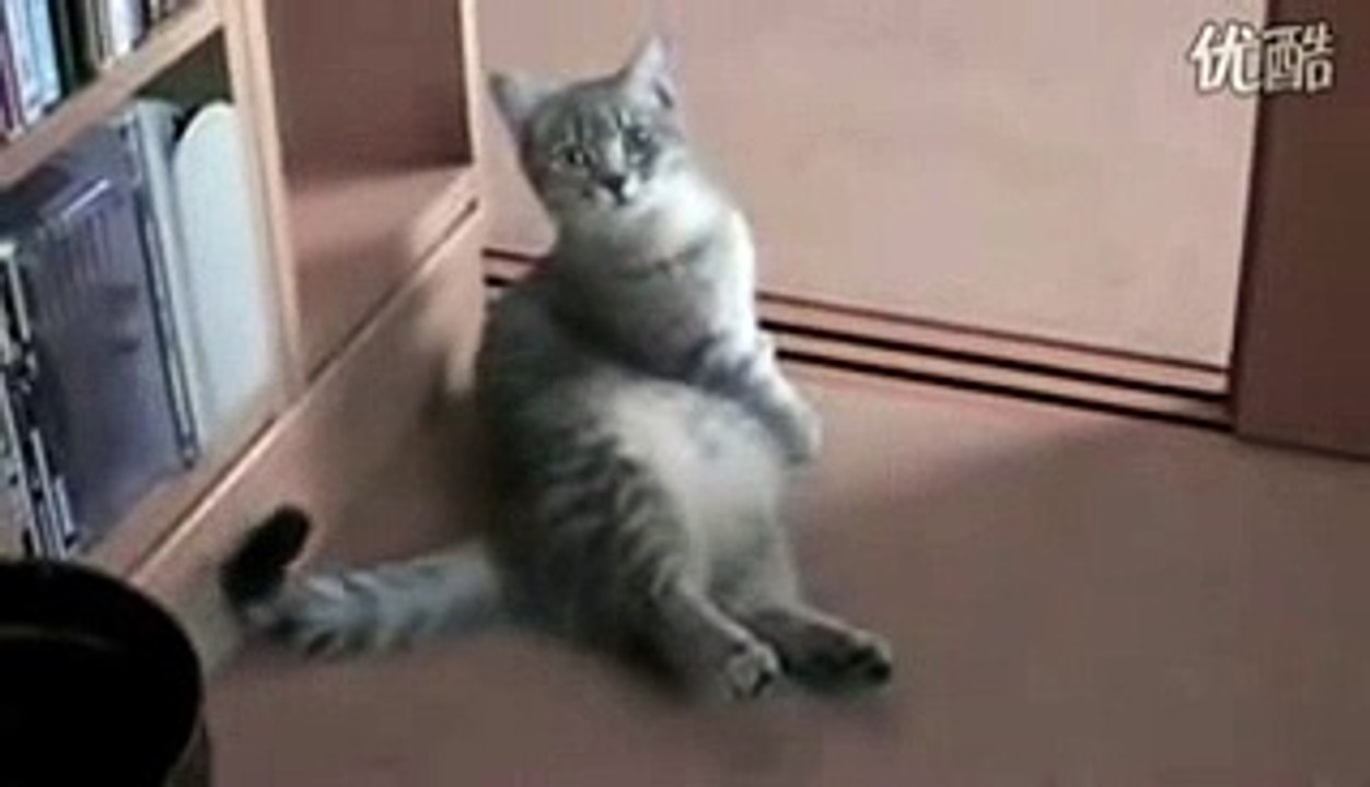 Cats In Action - Funny Video