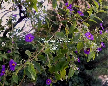 MIA, BOLEROS ROMANTICOS EN PIANO Y ARREGLO MUSICAL INSTRUMENTAL