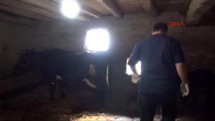 Anüsü Olmadan Doğan Buzağıya Ameliyat