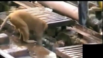 Elektrik Çarpan Arkadaşını Kurtaran Maymun