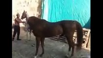 Animals mate accoppiamento cavalli Animal funny
