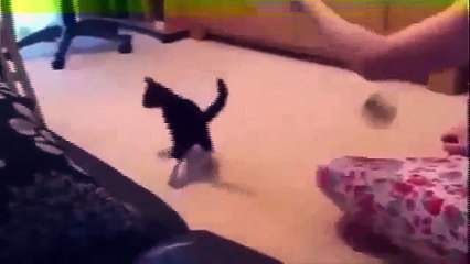 Funny Cats - New Funny Cats Video - Funny Animals - Funny Vines - Funny Videos