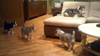 un husky joue avec ses chiots