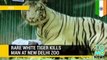 HOW And WHY Tiger kills student who fell into New Delhi zoo enclosure -- caught on video!
