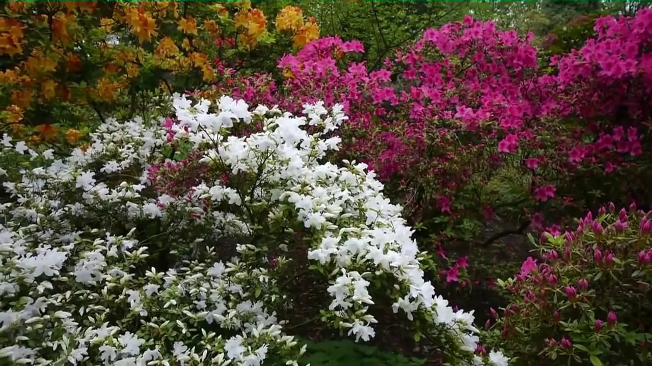 Adi -  Tysiąc kwiatów chce ci ofiarować  - HD