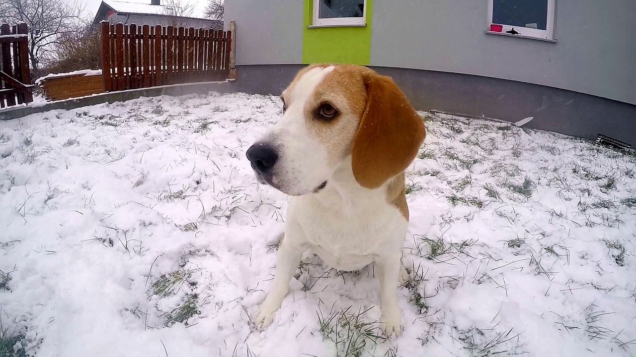 Einstein loves snow