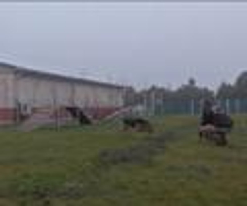 Kahraman köpek "emekliliğe" hazırlanıyor