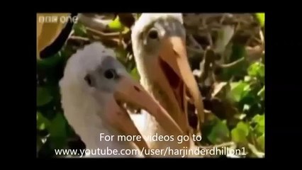 Funny animals speaking Punjabi.very funny must watch