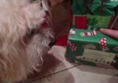 Defensive Dog Guards Christmas Treats