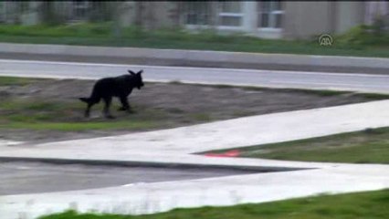 Satış İçin Girdiği Evde Köpeğin Saldırısına Uğradı