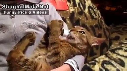 Haha Baby Cat Enjoying Milk